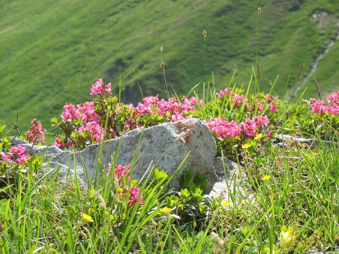 Landhaus Riesneralm Donnersbachwald Εξωτερικό φωτογραφία